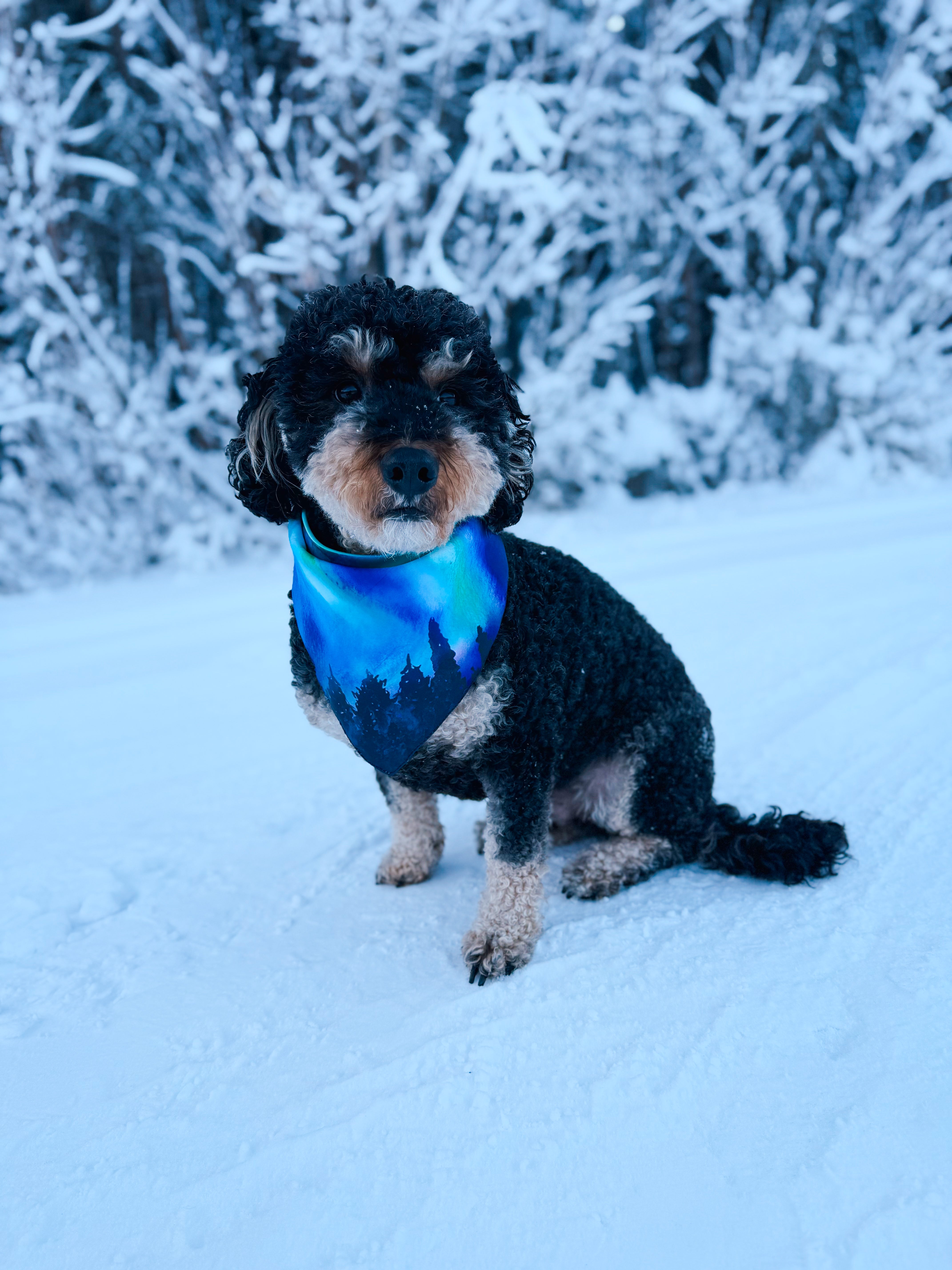 Wild Tails Collection